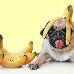 Are Bananas Good For Dogs? Can Dogs Eat Bananas?