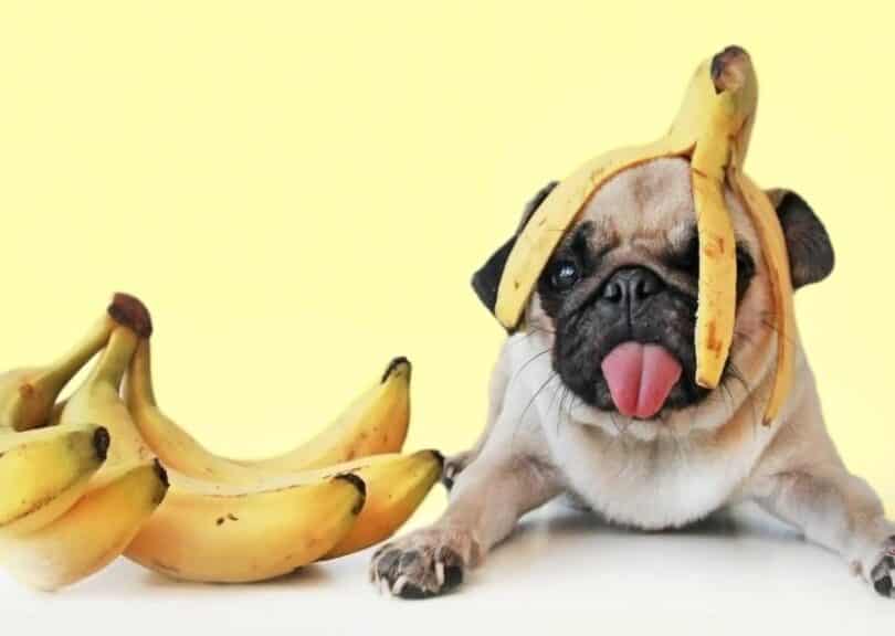 Are Bananas Good For Dogs? Can Dogs Eat Bananas?